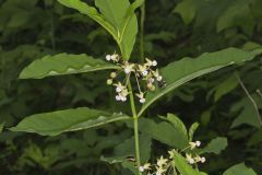 Poke Milkweed, Asclepias exaltata