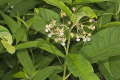 Poke Milkweed, Asclepias exaltata