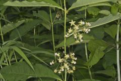 Poke Milkweed, Asclepias exaltata