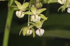 Poke Milkweed, Asclepias exaltata