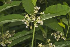 Poke Milkweed, Asclepias exaltata