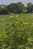 Pokeweed, Phytolacca decandra