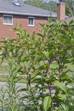 Pokeweed, Phytolacca decandra