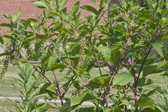 Pokeweed