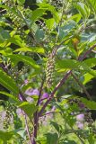 Pokeweed, Phytolacca decandra