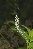 Pokeweed, Phytolacca decandra