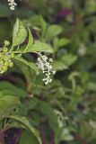 Pokeweed, Phytolacca decandra