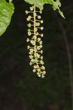 Pokeweed, Phytolacca decandra