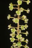 Pokeweed, Phytolacca decandra