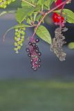 Pokeweed, Phytolacca decandra