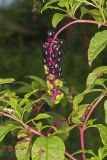 Pokeweed, Phytolacca decandra