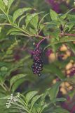 Pokeweed, Phytolacca decandra