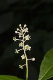Pokeweed, Phytolacca decandra