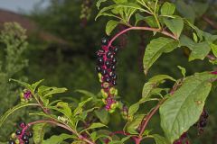 Pokeweed, Phytolacca decandra