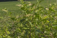 Pokeweed, Phytolacca decandra