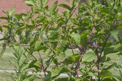 Pokeweed, Phytolacca decandra