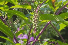 Pokeweed, Phytolacca decandra