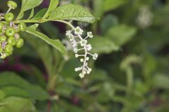 Pokeweed, Phytolacca decandra