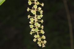 Pokeweed, Phytolacca decandra