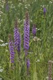 Prairie blazing star, Liatris pycnostachya