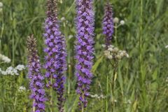 Prairie Blazing Star