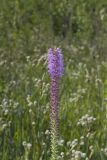 Prairie blazing star, Liatris pycnostachya