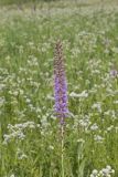 Prairie blazing star, Liatris pycnostachya