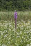 Prairie blazing star, Liatris pycnostachya