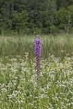 Prairie blazing star, Liatris pycnostachya