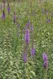 Prairie blazing star, Liatris pycnostachya