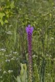 Prairie blazing star, Liatris pycnostachya