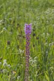 Prairie blazing star, Liatris pycnostachya