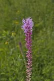 Prairie blazing star, Liatris pycnostachya