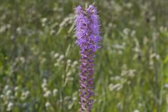 Prairie Blazing Star, Liatris pycnostachya