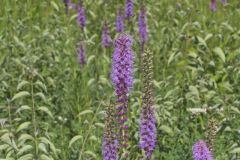 Prairie Blazing Star, Liatris pycnostachya