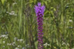 Prairie Blazing Star, Liatris pycnostachya