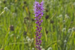 Prairie Blazing Star, Liatris pycnostachya