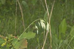 Prairie Brome Grass
