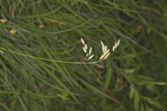 Prairie Brome Grass, Bromus kalmii