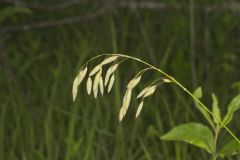 Prairie Brome Grass, Bromus kalmii