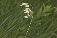 Prairie Brome Grass, Bromus kalmii