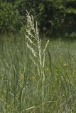 Prairie Cordgrass, Spartina pectinata