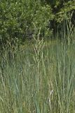 Prairie Cordgrass, Spartina pectinata