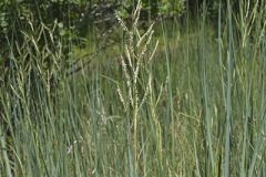 Prairie Cordgrass