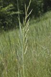 Prairie Cordgrass, Spartina pectinata