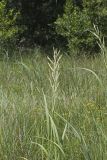 Prairie Cordgrass, Spartina pectinata