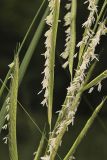 Prairie Cordgrass, Spartina pectinata