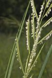 Prairie Cordgrass, Spartina pectinata