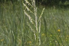 Prairie Cordgrass, Spartina pectinata