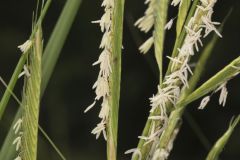 Prairie Cordgrass, Spartina pectinata
